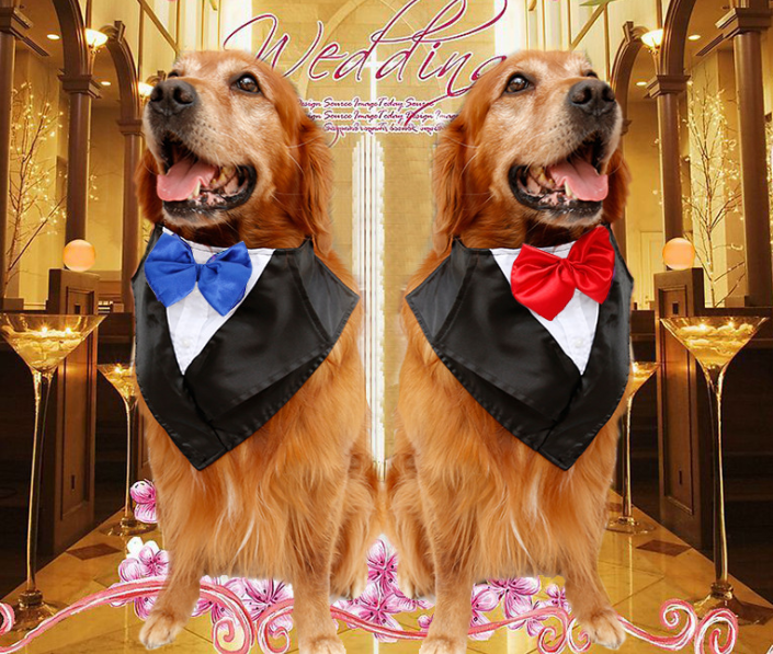 Triangle Scarves and Pet Scarves Collection